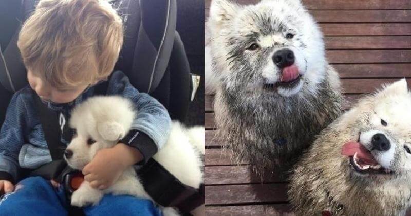 20 buoni argomenti per dimostrare che non c’è cane migliore del Samoiedo per una famiglia!