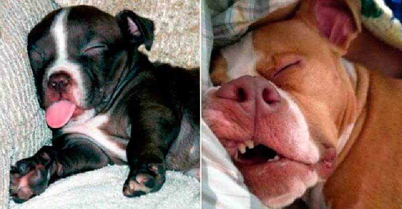 15 cani che hanno avuto una giornata così difficile da farli cadere in piedi.