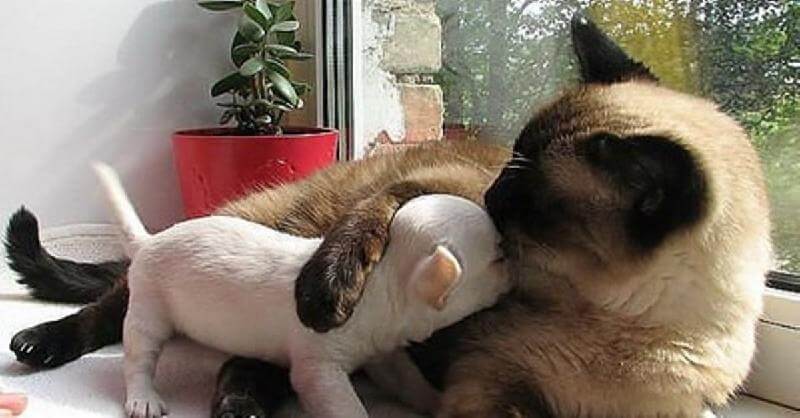19 foto delle amicizie animali più insolite al mondo