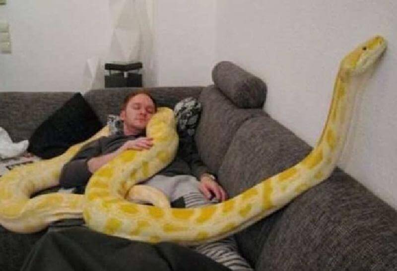 Animali domestici insoliti