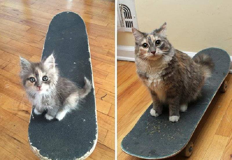 Come crescono in fretta: le adorabili foto dei gatti di allora e di oggi
