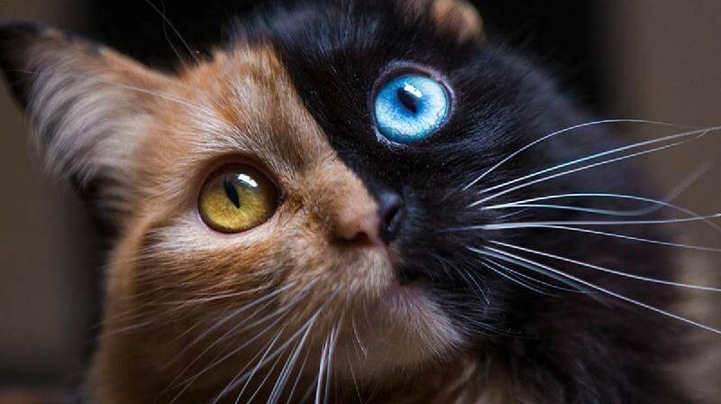 Il gatto Chimera bicolore è probabilmente l’anomalia più stupefacente che la natura abbia mai creato
