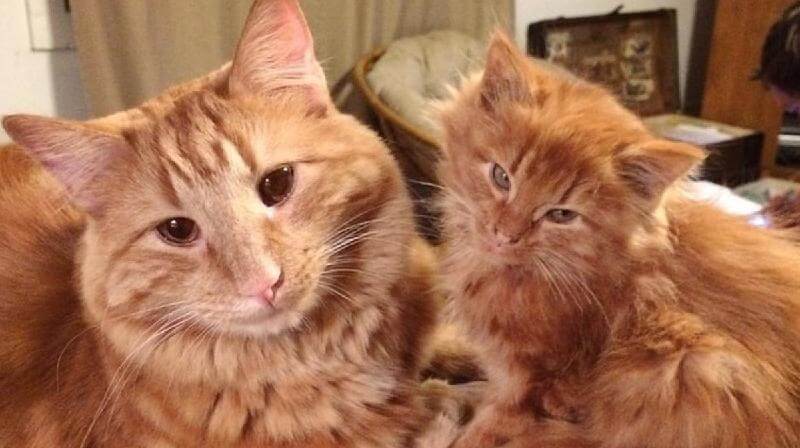 Il gatto rosso ha trovato il suo gemello e lo sta crescendo come se fosse suo