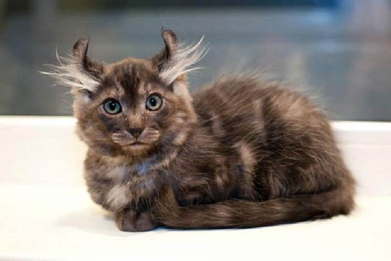 I 10 gatti più costosi e rari