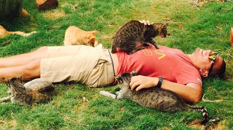 Il santuario dei gatti delle Hawaii è frequentato da persone provenienti da tutto il mondo, visto che ci sono quasi 500 gatti!