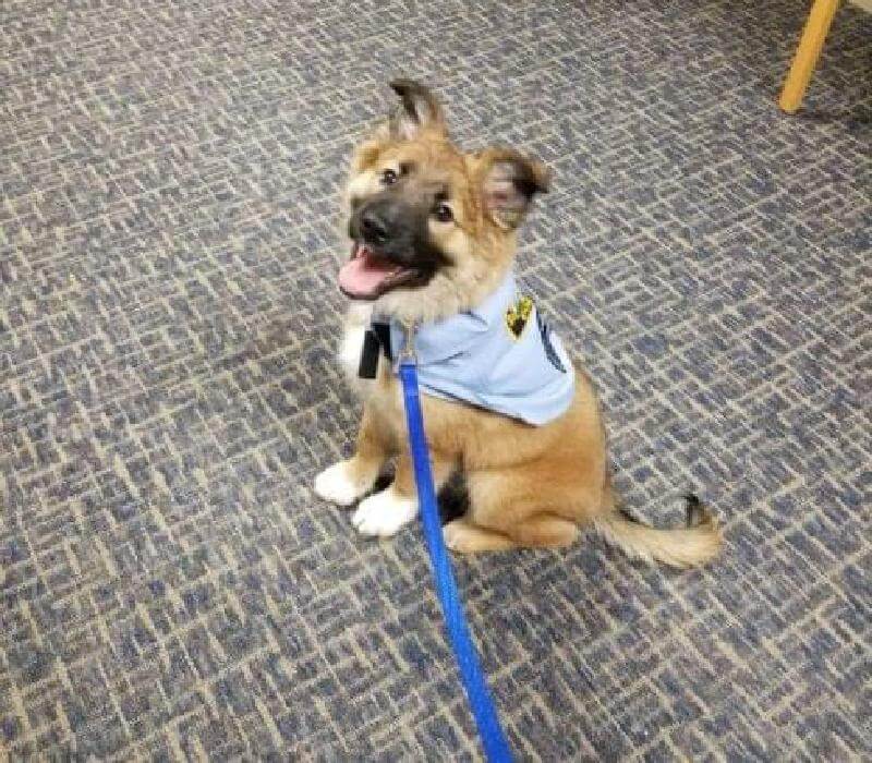 La polizia ha salvato il cucciolo e si è rivelato così bravo che ha inventato una posizione speciale per lui!