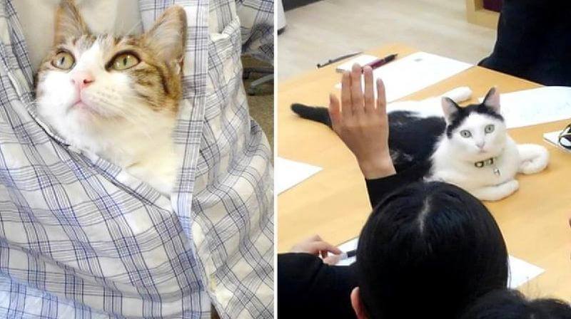 L’azienda paga i dipendenti per i gatti salvati
