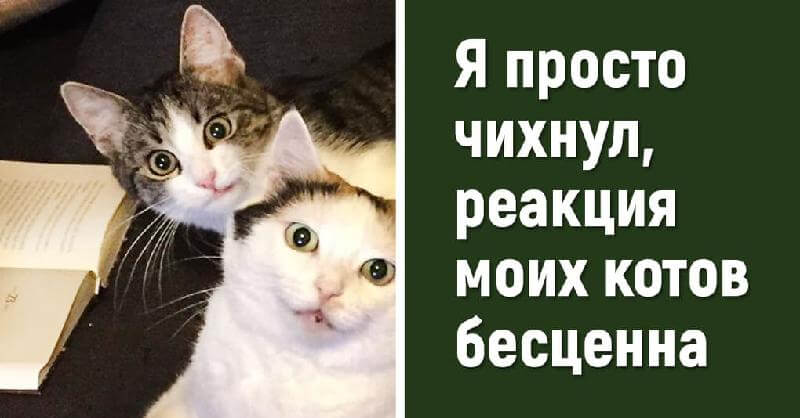 15 esilaranti cani e gatti che si comportano in modo molto strano e non ne sono evidentemente consapevoli