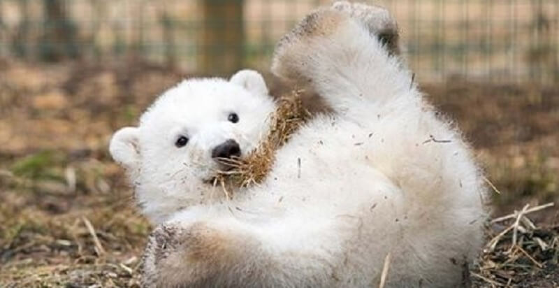 Un cucciolo di orso polare è nato in Scozia per la prima volta dopo un quarto di secolo