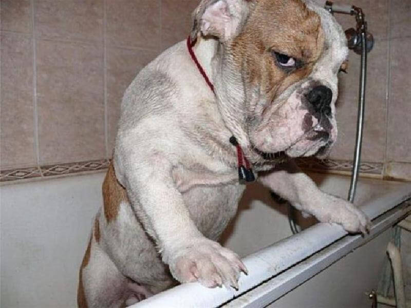 15 animali offesi. Ecco come appaiono gli animali offesi