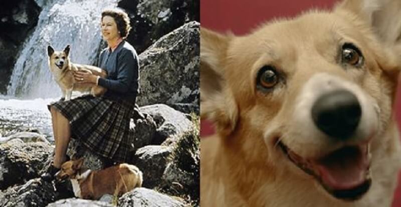 Lutto in Gran Bretagna: la regina ordina di sopprimere il suo ultimo corgi