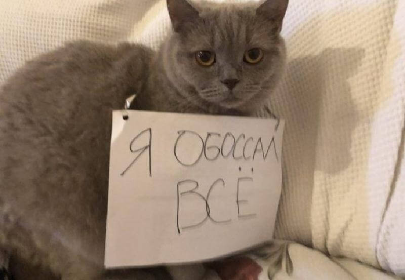 Non fidatevi dei gatti