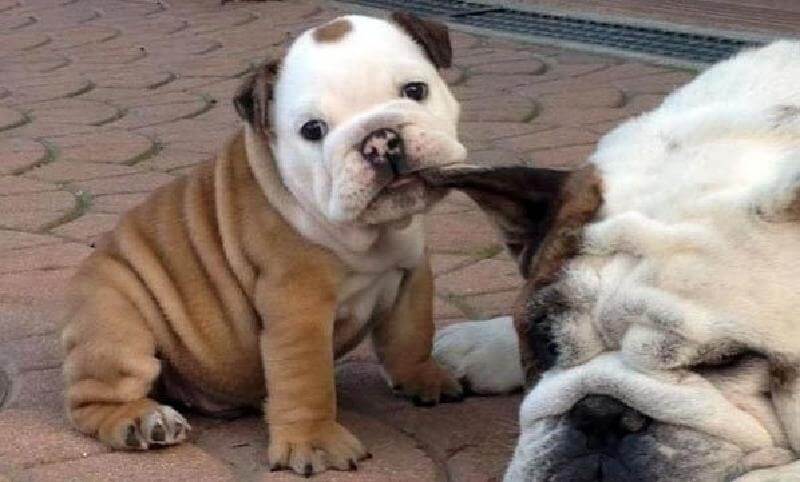 20 esempi del perché tutti amano i cuccioli