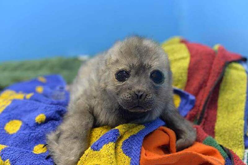 Un cucciolo di foca salvato avrebbe potuto nuotare in natura, ma vive con le persone e si comporta come una foca
