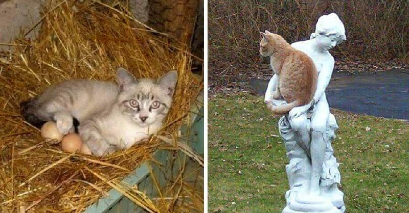 20 luoghi che non avrebbero dovuto avere un gatto, ma eccolo qui
