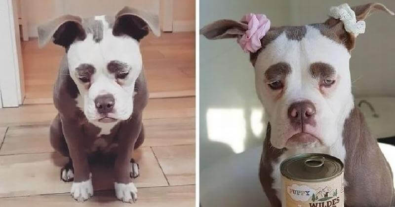 Risolto il mistero del cucciolo più triste di internet