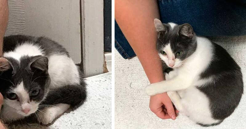 Trovò la gatta spaventata e la portò a casa. Era così spaventata che rimase seduta in un angolo per giorni