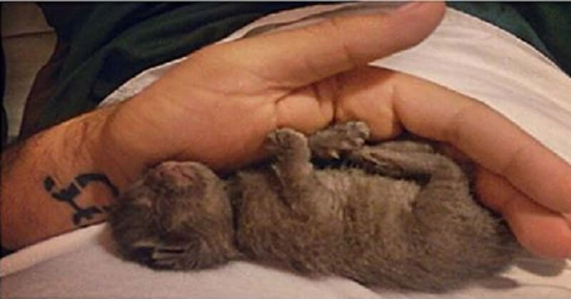 Ha raccolto Bagirka dal tetto della casa dove giaceva sotto la pioggia battente! Ed è così che è ora!