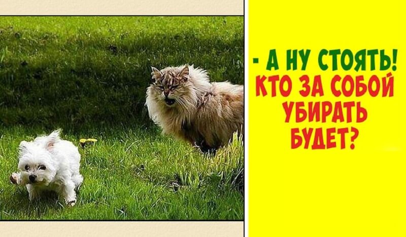 20 foto esilaranti di un gatto e di un cane che vanno d’accordo sotto lo stesso tetto
