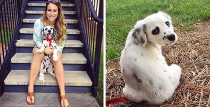 La ragazza si procurò un dalmata quasi bianco, che presto sviluppò delle macchie. La loro forma era così inaspettata che molte persone le scambiarono per macchie dipinte