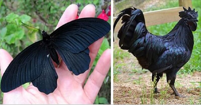 17 animali che la natura ha reso più scuri della notte più buia