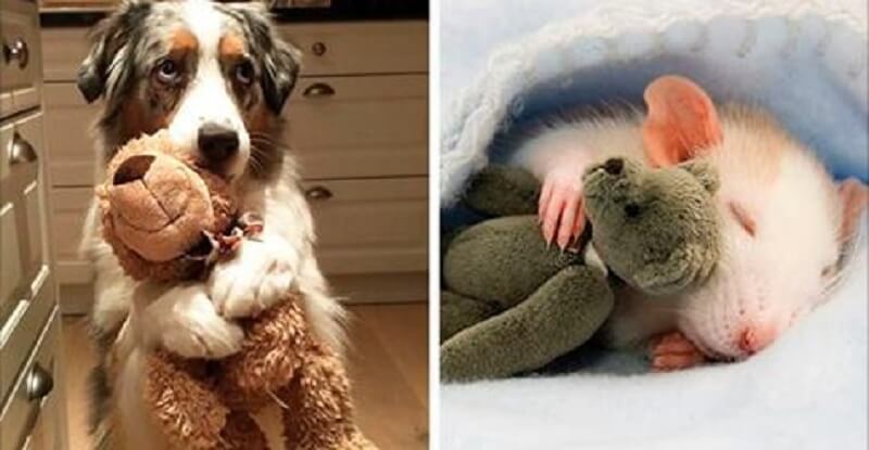 19 adorabili foto di animali con i loro peluche preferiti