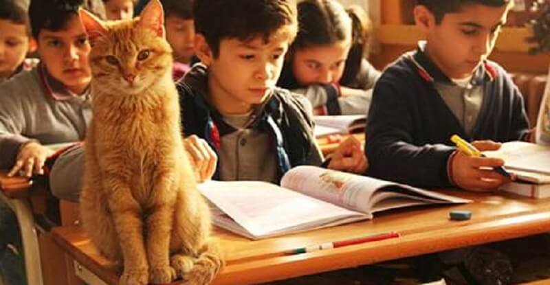 Un gatto si aggira in una classe di terza elementare e decide di rimanervi per sempre