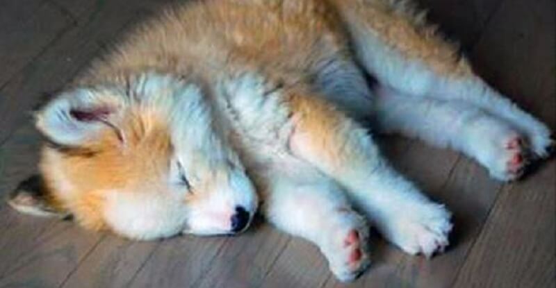 Si è portato a casa un cucciolo “non di razza” e dopo un po’ il peluche è cresciuto..