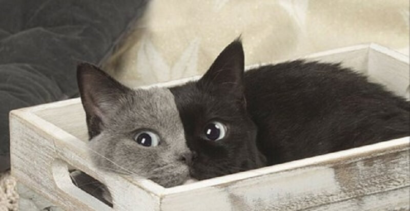 il gatto “bifronte” con una colorazione rara sembra dipinto