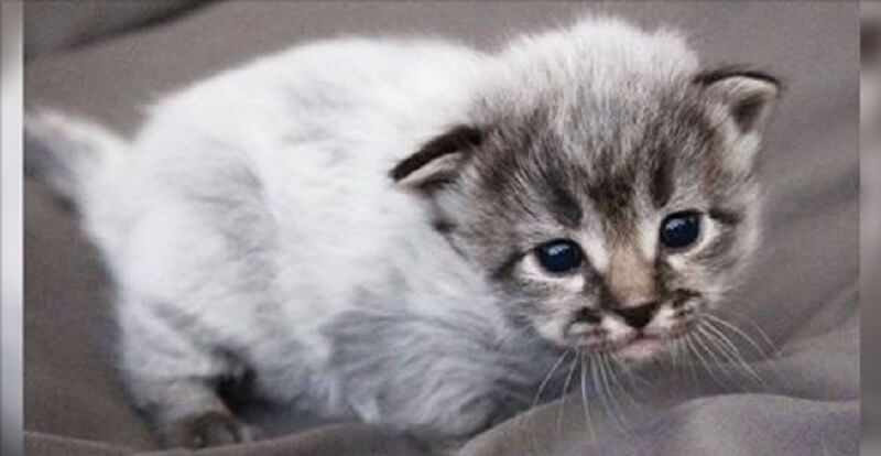 Sette gattini sono nati con pigmentazione ritardata: il loro vero colore inizia a emergere con l’età