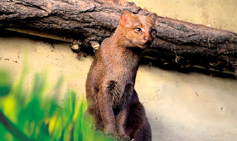 Jaguarundi, un gatto che sa cinguettare, mangia frutta ed è amico delle scimmie