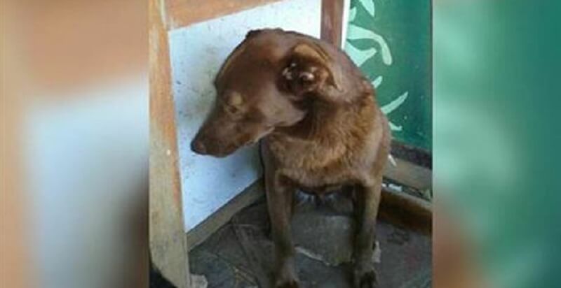 Un cane triste è rimasto in un rifugio per due anni, finché all’improvviso non ha sentito un odore familiare
