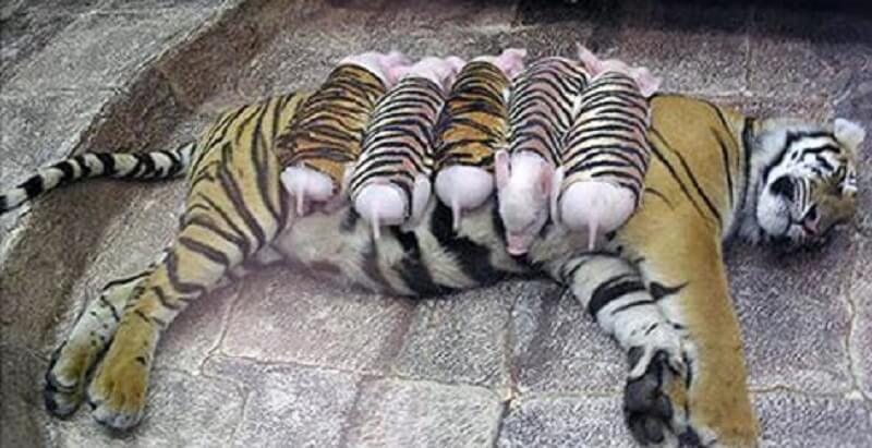 La tigre ha preso i maialini per i suoi piccoli!!!