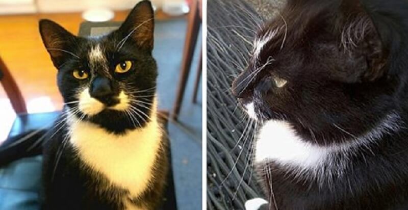 Una coppia ha litigato per il bucato di qualcun altro in casa loro. La colpa era del gatto. Come sempre