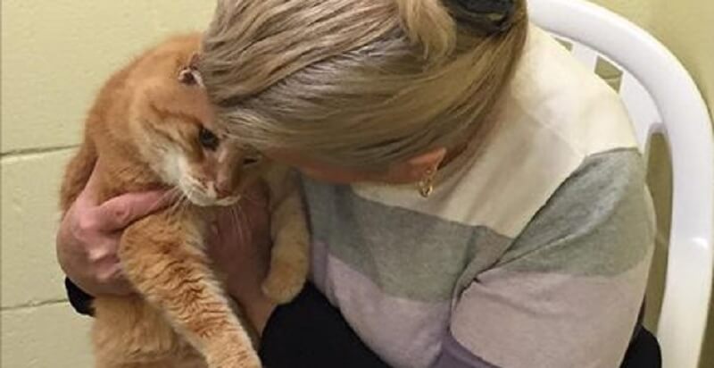 Una donna ha dato rifugio a un gatto anziano e poi è tornata a prendere il suo vecchio amico per portarlo a casa