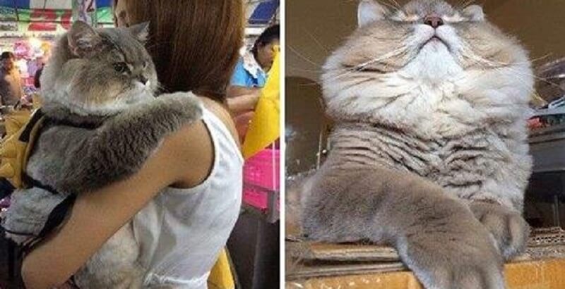 È il gatto più popolare della Thailandia! Vi presentiamo Bon-Bon!