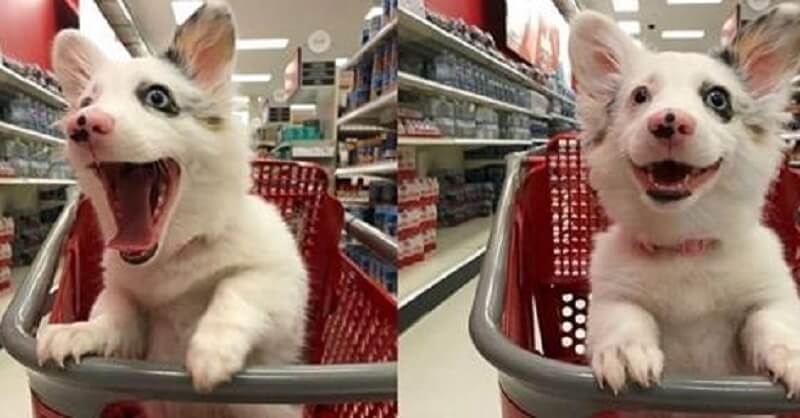 La foto di un cucciolo che si diverte a fare il suo primo shopping sta facendo il giro del web