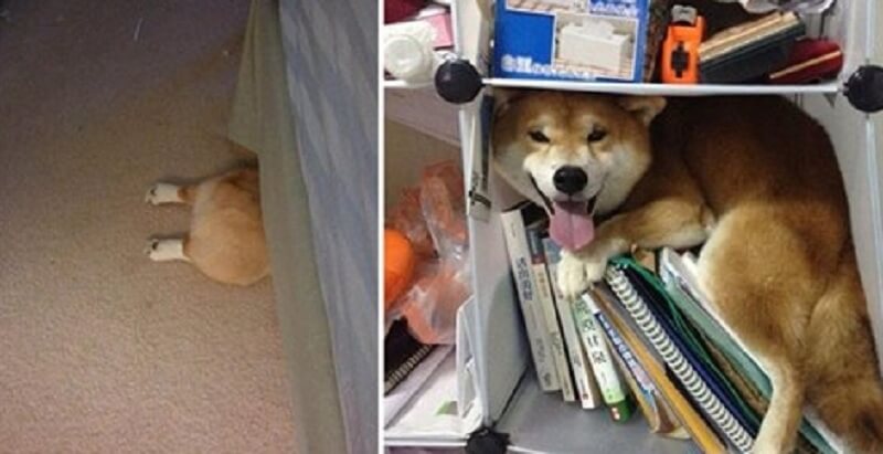19 cani che hanno deciso di essere bravi a nascondersi