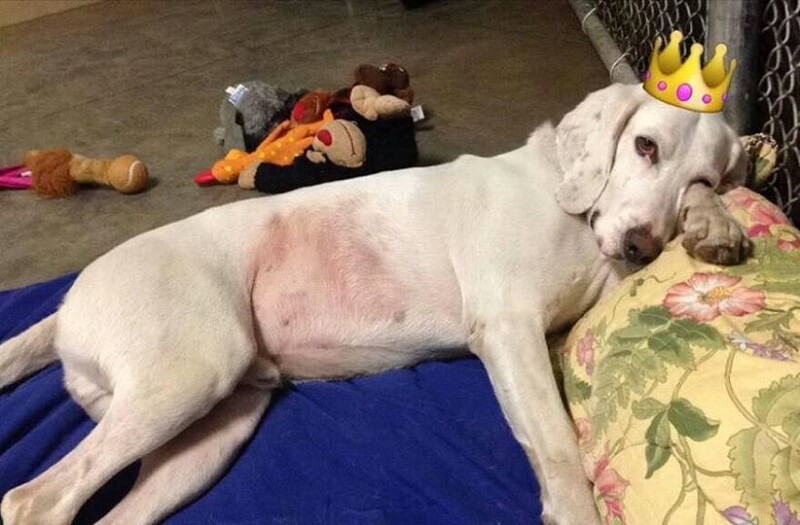 Il personale decide di tenere il cane, che è tornato al rifugio 11 volte