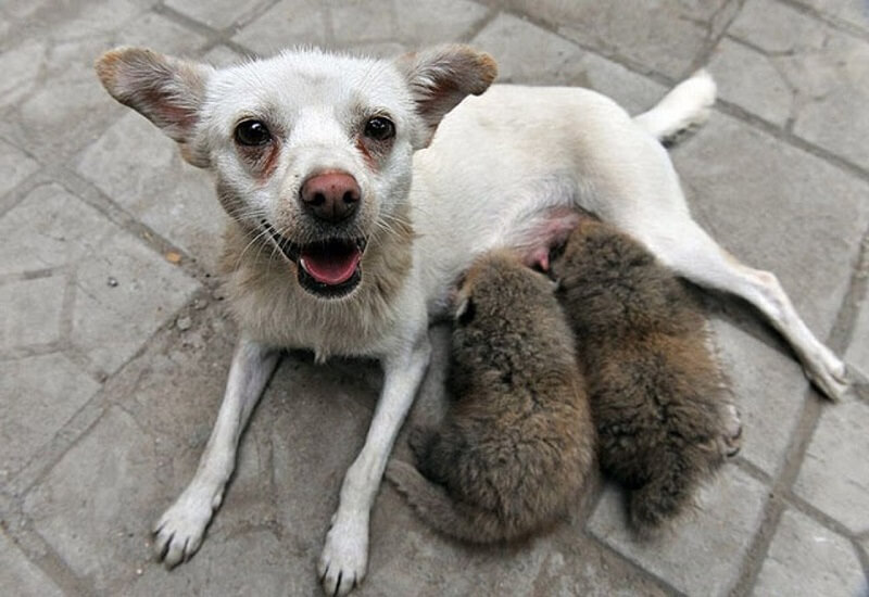A volte gli animali possono fare cose molto più nobili di noi