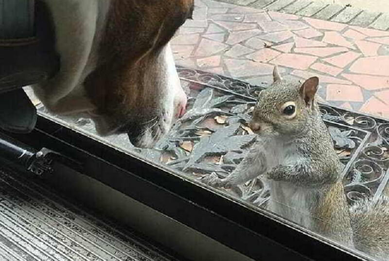 Per otto anni uno scoiattolo ha bussato alla loro porta. E poi un giorno, quando l’hanno aperta, si è mostrato e ha affidato alle persone il suo bene più prezioso!