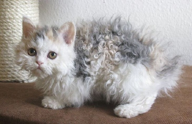 Questi gatti barboncino conquisteranno subito il vostro cuore