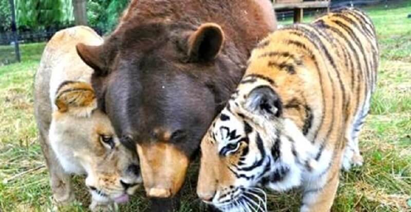 Il leone, la tigre e l’orso sono stati migliori amici per 15 anni. La loro tragica storia ha affascinato il mondo!