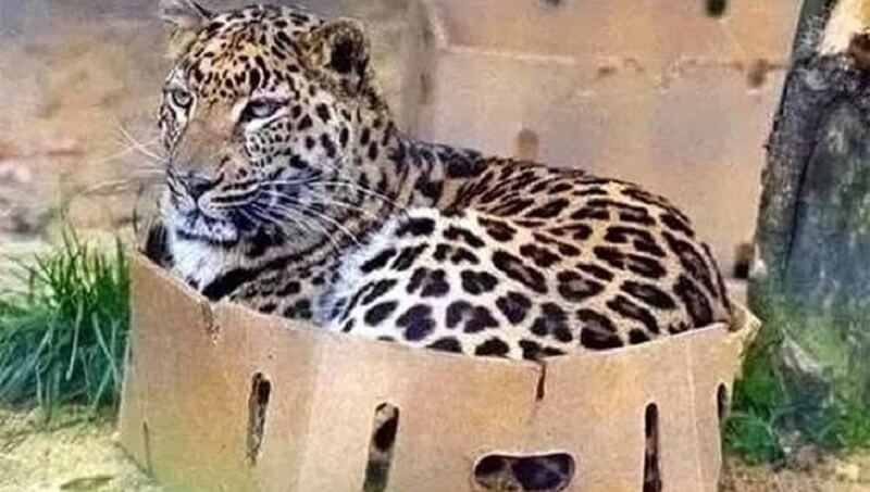 La prova che i gatti selvatici sono gatti dopo tutto