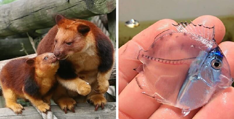 15 foto di animali rari che dimostrano che la natura ha ancora qualcosa da sorprenderci