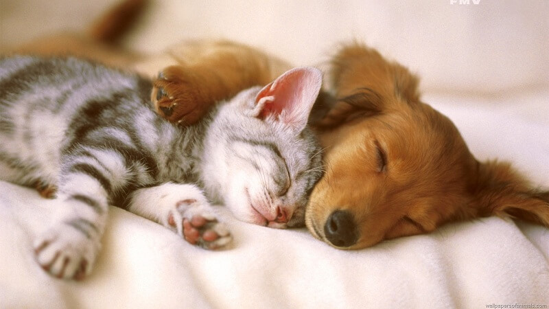 Gli scienziati spiegano perché portare a letto un cane e un gatto è benefico