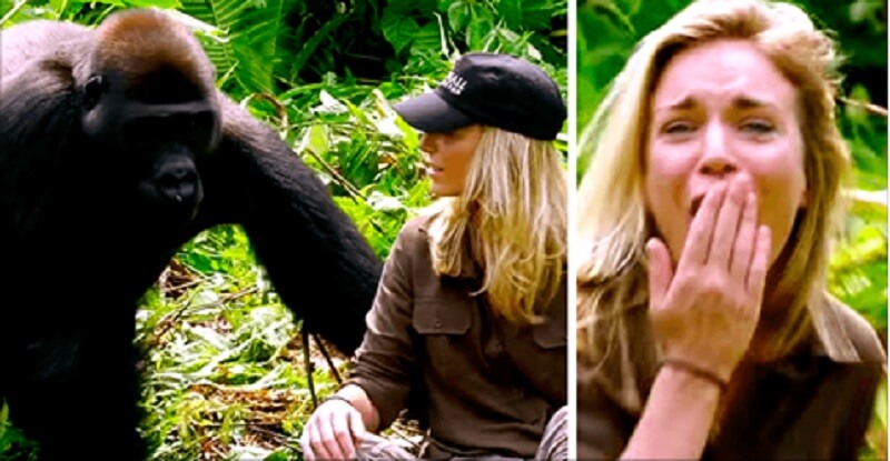 Un uomo ha salvato un cucciolo di gorilla. Sei anni dopo è venuto da lui con la sua giovane moglie..
