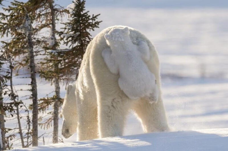 Le 12 foto di fauna selvatica più divertenti e ridicole del 2017!