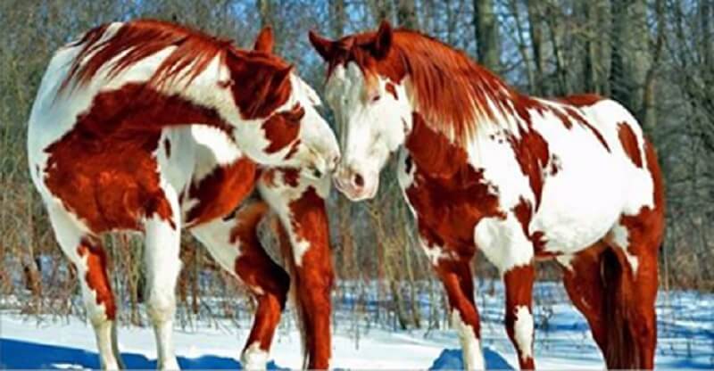 I 10 cavalli più belli del pianeta!
