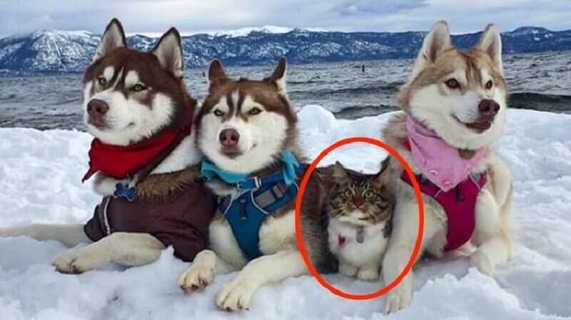 Questa gatta è stata salvata e cresciuta dagli husky. Ora pensa di essere un grande e coraggioso cane